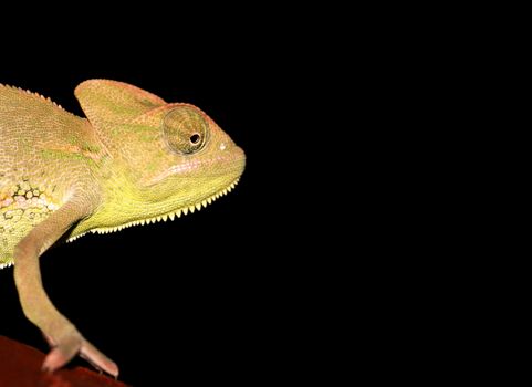 portrait of a young yemen/veiled chameleon(chameleo calyptratus).