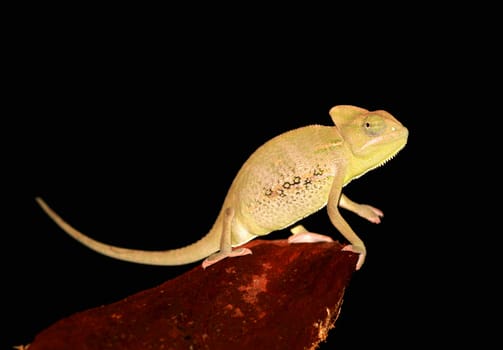 portrait of a young yemen/veiled chameleon(chameleo calyptratus).