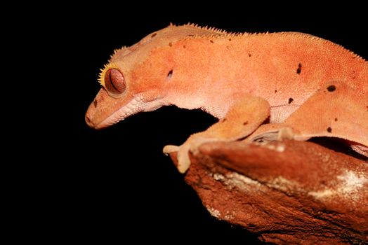 new caledonian/crested gecko (R.ciliatus)