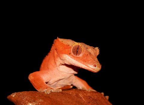 new caledonian/crested gecko (R.ciliatus)