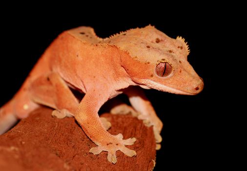 new caledonian/crested gecko (R.ciliatus)