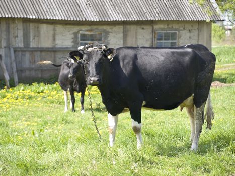 Two cows at the green grass against the old house