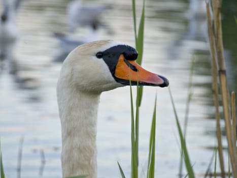 White swan head through rush in the nightfall