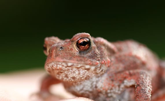 the common toad(bufo bufo)