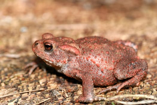 the common toad(bufo bufo)