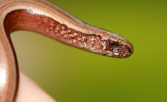 portrait of a slowworm (anguis fragilis)