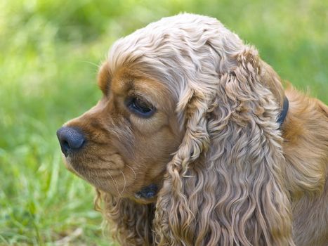 Spaniel dog head against the green grass