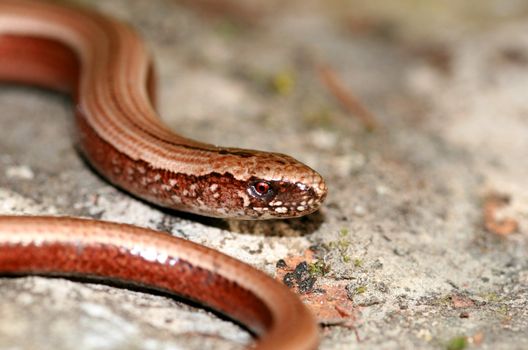 portrait of a slowworm (anguis fragilis)