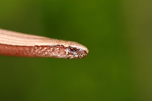 portrait of a slowworm (anguis fragilis)