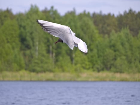Flying under blue water seagull against green forest