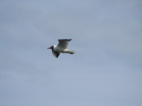 Free seagull flying in the blue sky