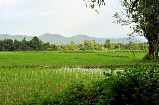 the beautiful landscape of vang vieng,laos
Traditional Thai art/paintings in an ancient temple,thailand