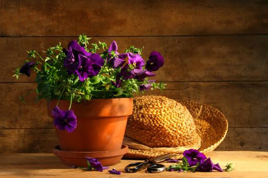 Pruning purple pansies on an old table