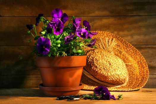 Purple pansies with old straw hat on a rustic table