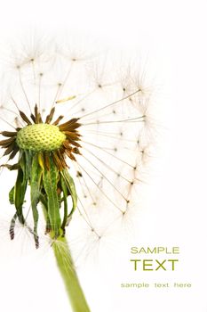 Dandelion detail isolated on white background