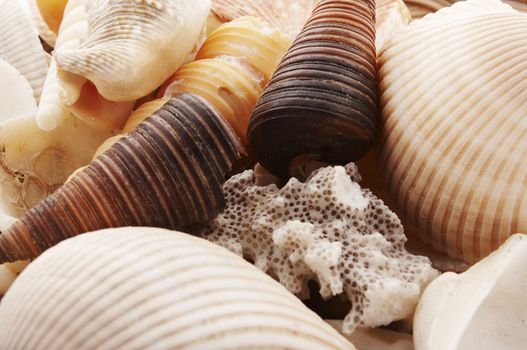 shells close-up