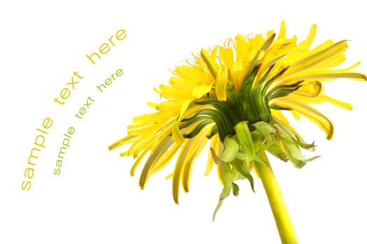 Close-up detail of a dandelion on a white background