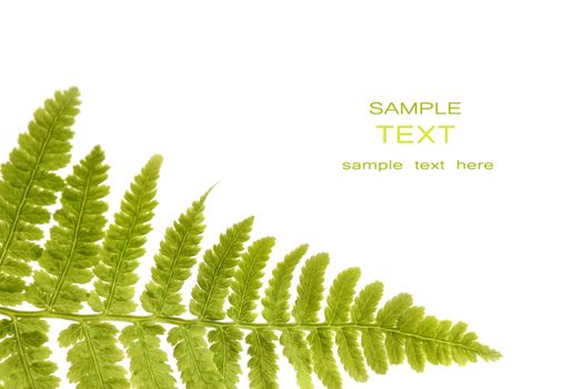 Fern leaf isolated on a white background