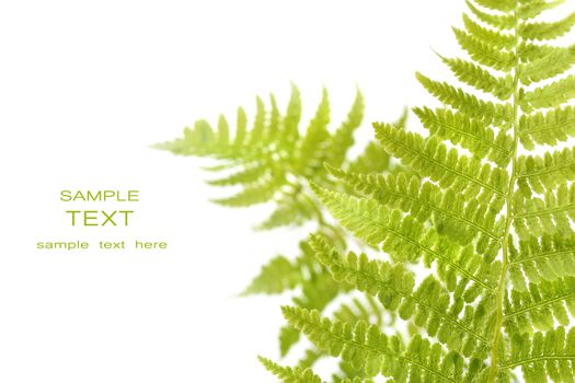 Fern leaves isolated on a white background