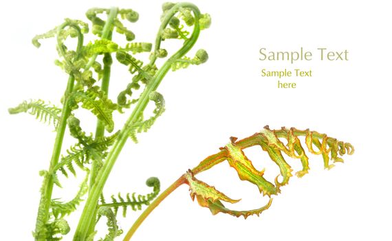 Fern leaves on white Background