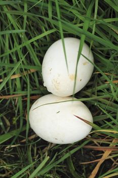 goose eggs   in the grass of a gooses nest