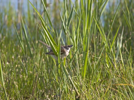 Wild little sparrow in the green grass