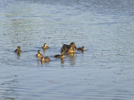 duck family swimming at the blue lake
