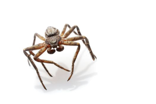 Very small spider macro close up isolated on white background