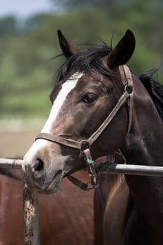 Portrait of  horse in the countryside