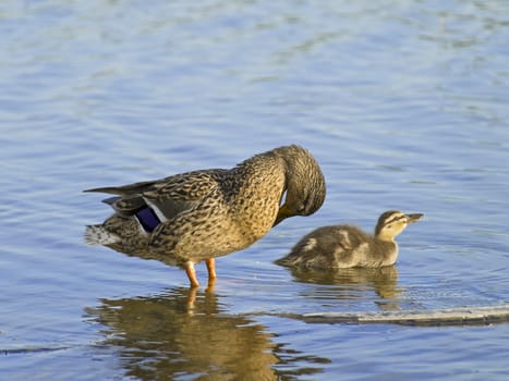 duck and little duckling at the blue lake 