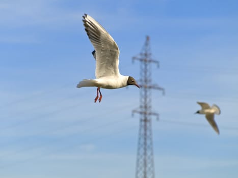 Two seagulls flying in blue sky against the electricity