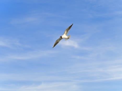 Single flying seagul against the blue sky 