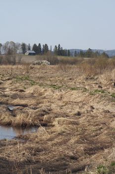 Spring landscape from rural area