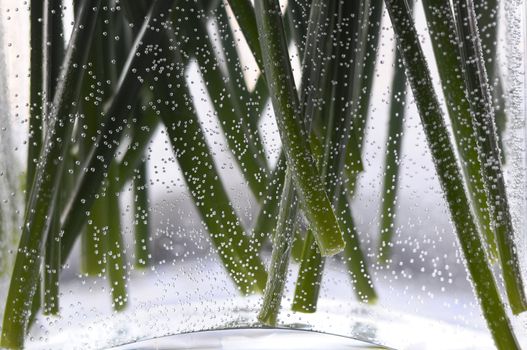 green stems in a glass vase, surrounded by air bubbles
