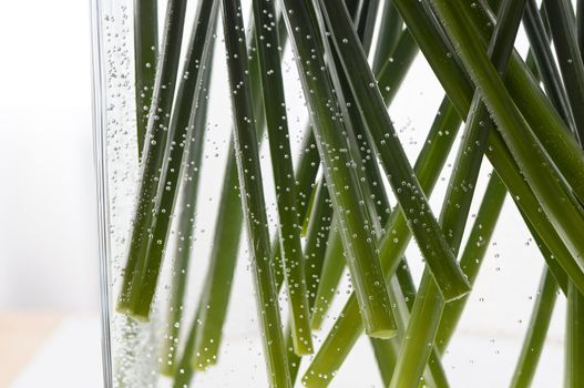 green stems in a glass vase, surrounded by air bubbles
