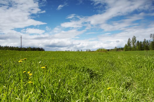 Field landscape