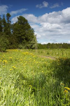 Field landscape