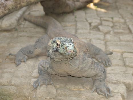 the picture of the comodo dragon from Bali