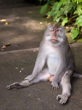 the picture of the monkey from Bali