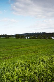 Field landscape