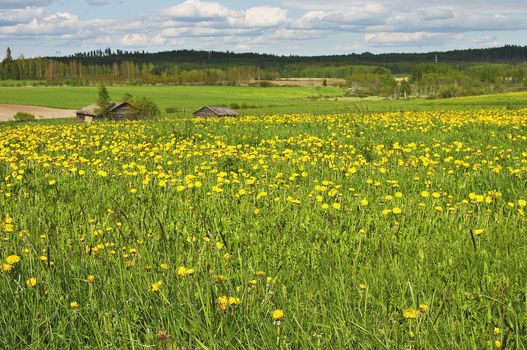 Field of summer flowers