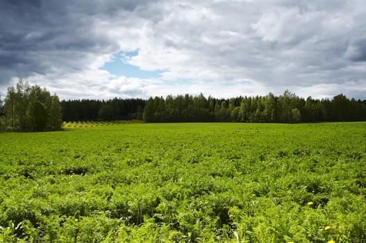 Field landscape