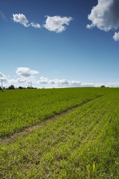 Field landscape