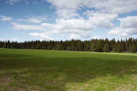 Field landscape