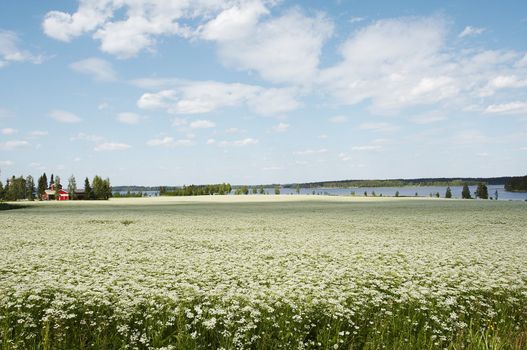 Cumin field landscape