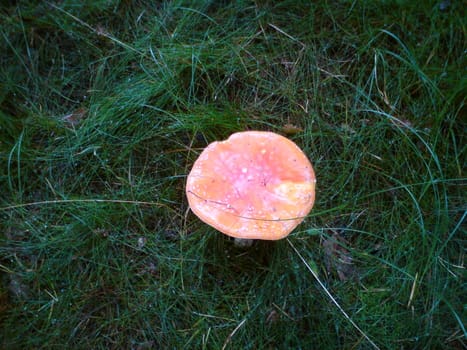 mushrooms in the forest