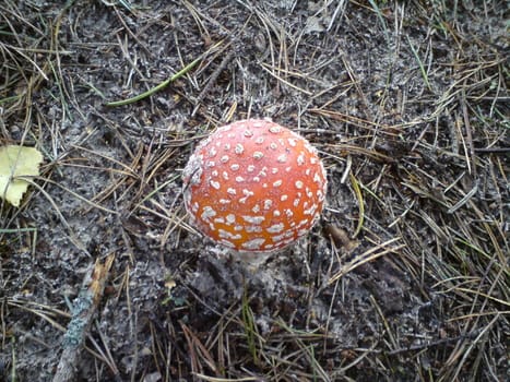 mushrooms in the forest