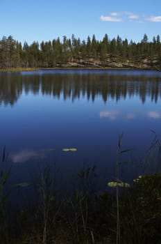 Summer lanscape from the lake