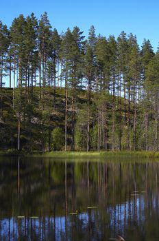 Summer lanscape from the lake