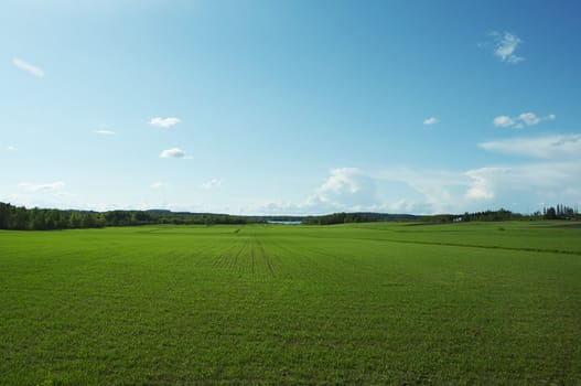 Green field and blue sky
